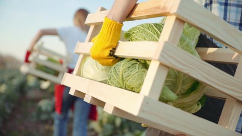 Close up view of man's hand holding a wooden box with cabbage and going from the camera. Background view of woman holdind a box ang walking along the cabbage field.