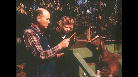 CIRCA 1940s - A father and his two daughters look over their livestock including goats, ducks, and a cow, on their farm in 1946.