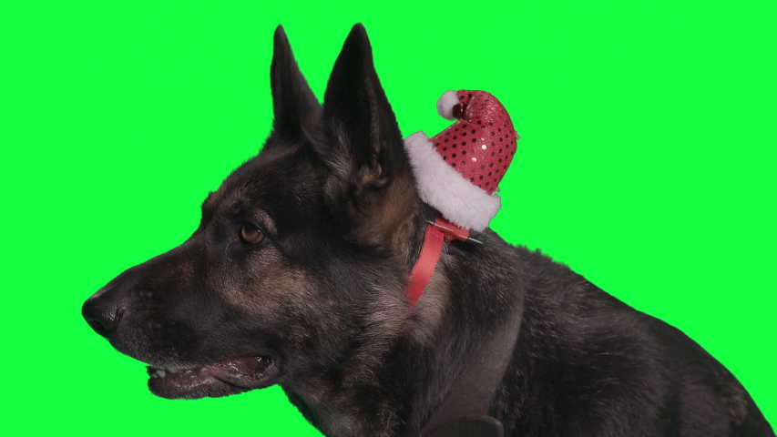 Shepherd dog in front of a Greenscreen, wearing a red Christmas hat.