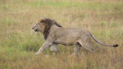 African Lion Running Close Up Slow Motion 120fps. Wild Animal in Natural Habitat, Savanna of Natural Preserve