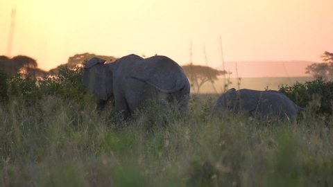 African Elephant Eating After Sunset Slow Motion. Tanzania National Park, Animal in Natural Environment