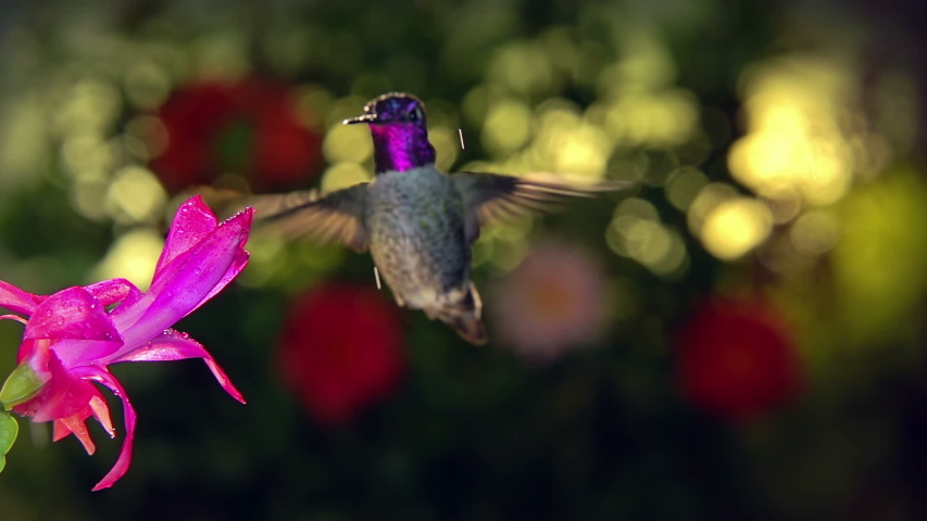 Slow motion male hummingbird visits pink flower on rainy day Royalty-Free Stock Footage #1043801785
