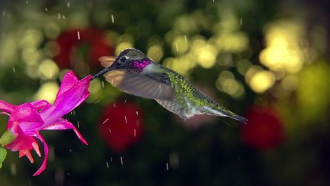 Slow motion male hummingbird visits pink flower on rainy day