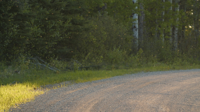 Gravel road at sunset in summer with insects
