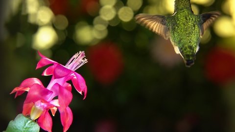 Slow motion male hummingbird make 3 right turns before visiting the pink flower