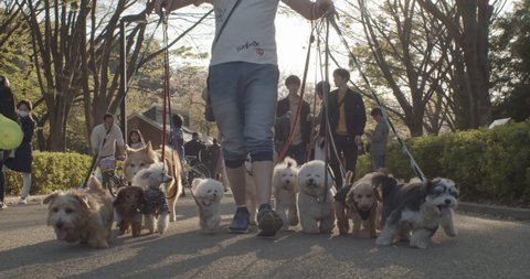 TOKYO, JAPAN - APRIL 15TH 2019:Doggy sitter walks many dogs from different breeds through the park during golden hour in Tokyo 4K DCI cinematic slow motion