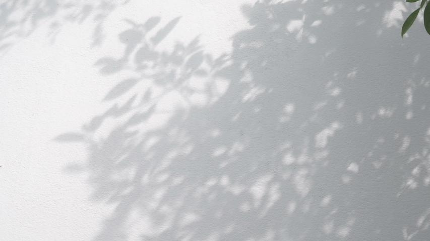 closeup the motion of shadows leaf with blowing wind on a white wall background. Royalty-Free Stock Footage #1043807212