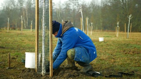 OLOMOUC, CZECH REPUBLIC, DECEMBER 15, 2019: Planting fruit trees on meadow near floodplain forest. White protects ornamental and fruit trees from sun and frost damage. Man worker working forester