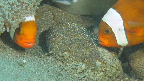 clownfish anemone fish couple cooling eggs airing with fins close up underwater clown fish nemo