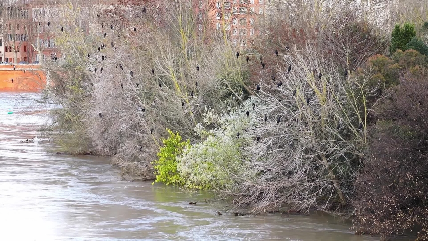 Black birds cormoran on tree branches over a stream of water in a river in the center of a modern city.