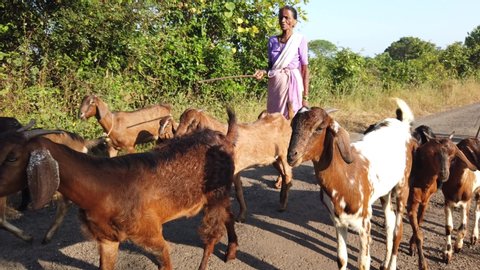 Maharashtra,India - November 1st 2019, Group of goat on road with farmer