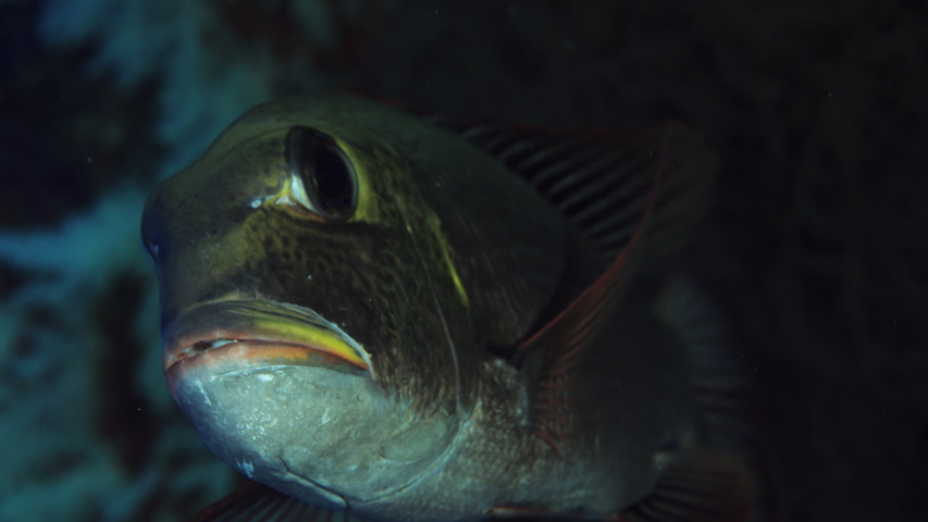 Humpnose big-eye bream (Monotaxis grandoculis) looking into the camera, Maldives Indian Ocean