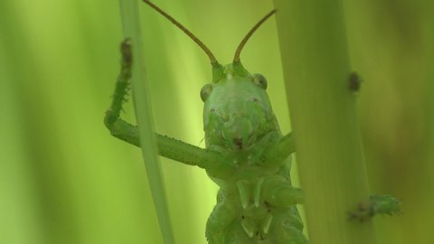 Rood Tettigonia viridissima, great green bush-cricket, is large species of katydid or bush-cricket belonging to family Tettigoniidae. Summer Meadow. Macro view insect in wildlife