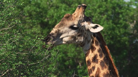 A giraffe eating tasty leaves off an Acacia tree. African Safari Tourism.