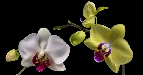 Beautiful Orchid flowers blooming. Timelapse. Composition of blooming Orchid flowers on black background, close-up. 4K