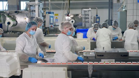 Factory workers in protective clothing packing food. Female employees are putting fish snacks away from the belt