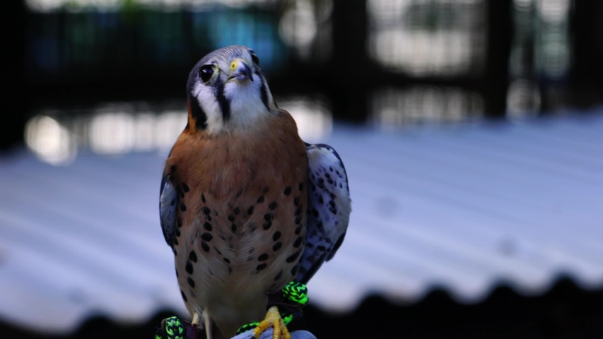 A beautiful American kestrel bird