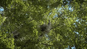 Funny Animal Video of Blue Heron Baby with Crazy Eyes in Nest