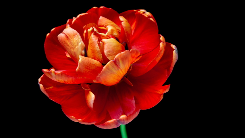 Timelapse of red tulip flower blooming on black background. Royalty-Free Stock Footage #1043847568