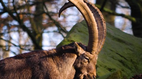 Close up of alpine ibex male on a rock walking on, on a sunny day in autumn