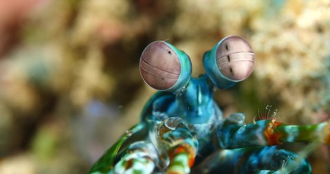 mantis shrimp eyes moving underwater close up macro shot