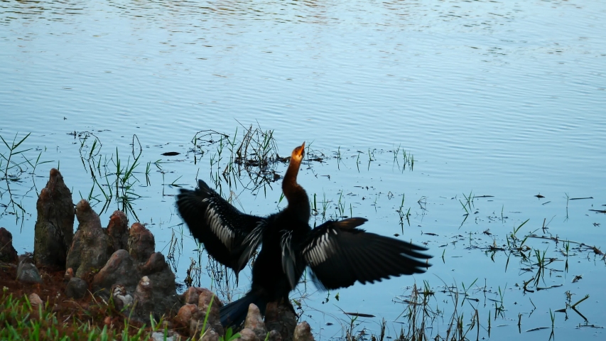 anhinga is shaking wings in front of a pond