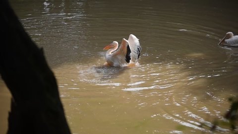 Pelican playing in a pond