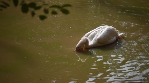 Pelican playing in a pond