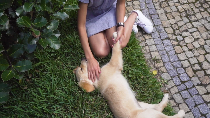 Woman playing with female golden retriever puppy in the garden, top view