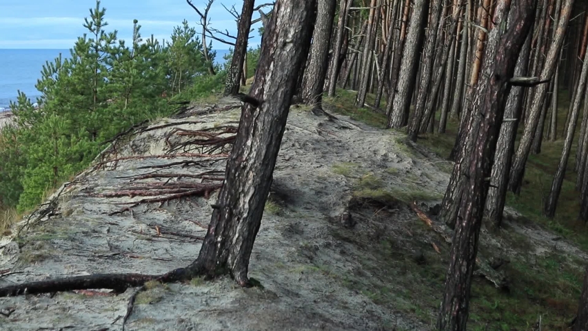 Seaside pine tree forest near  Klaipeda harbor in Lithuania.