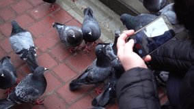 Shooting of feeding of pigeons. Slow motion.