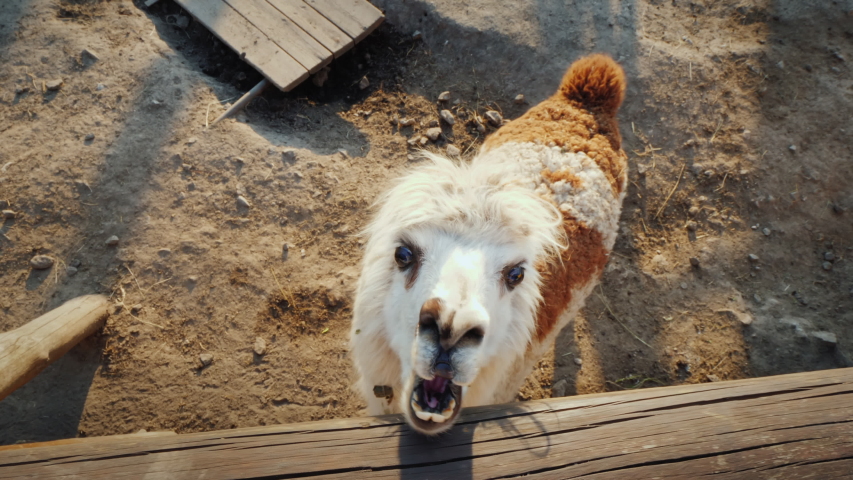 A child feeds a cool alpaca