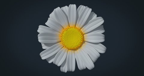 Chamomile flower opens in closeup with alpha channel, 3D animation