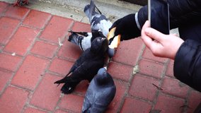 Shooting of feeding of pigeons.