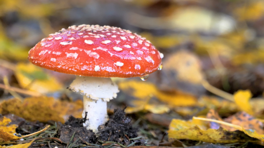 closer look red small mushroom on Stock Footage Video (100% Royalty ...