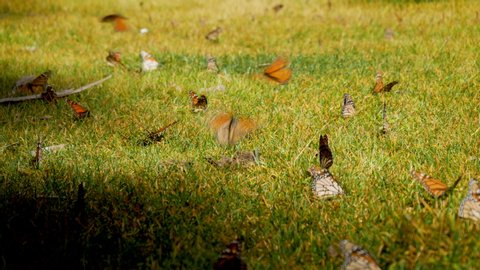 Group of monarch butterflies look for water and drink in the meadow of Joya Redonda in Atlautla at foot of the Popocatepetl volcano, Mexico.