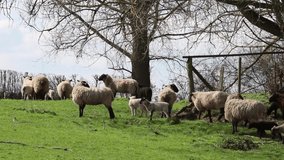 video of lamb sheep flock walking white