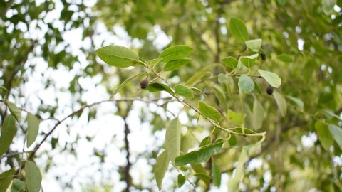 Sandalwood Stock Video Footage 4k And Hd Video Clips Shutterstock