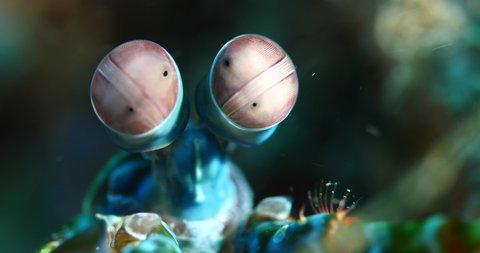 mantis shrimp eyes close up macro shot underwater tropical waters 