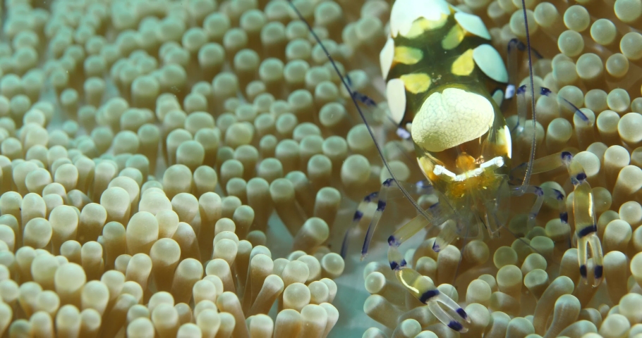 Spotted cleaner shrimp - Periclimenes yucatanicus image - Free stock ...