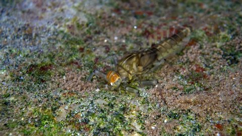 Mayfly larvae foraging for food underwater