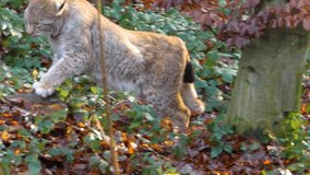 Lynx in the woods on sunny day in autumn. Walking and sitting down.