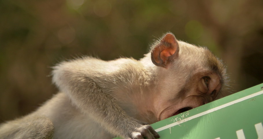 Funny cute little grey macaque monkey trying to eat, chewing, biting green road sign on the street of Bali, Indonesia, 4k