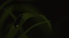 I took a video of the desperately glowing fireflies with a high sensitivity camera.