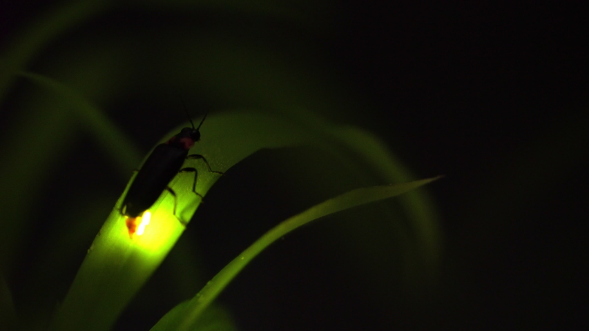 took video desperately glowing fireflies high Stock Footage Video (100% ...