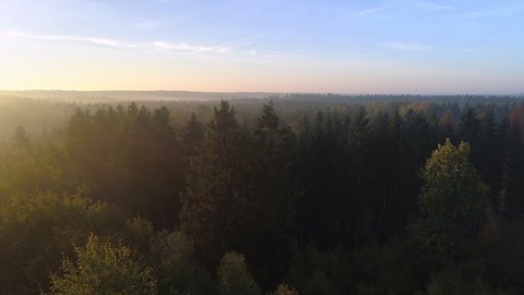 Aerial view of foggy morning forest at sunrise. Drone shot flying over misty European green pine and deciduous trees in the autumn. Nature background in 4K resolution