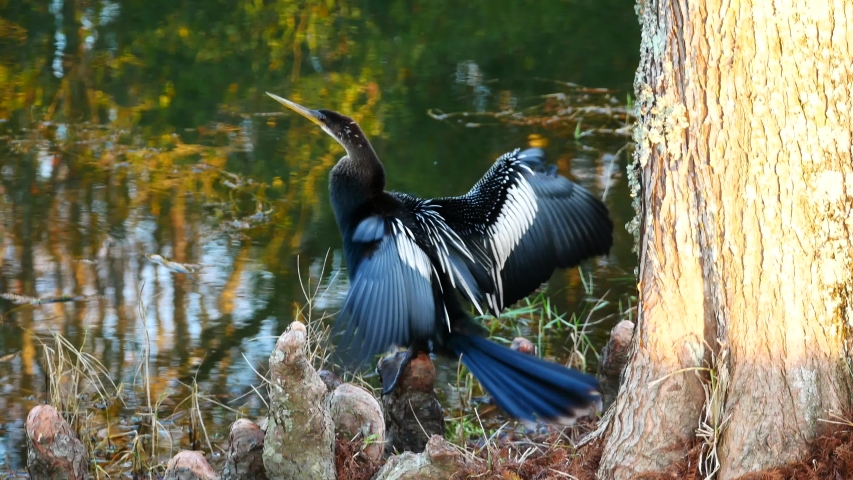 anhinga is looking for food in front of a pond