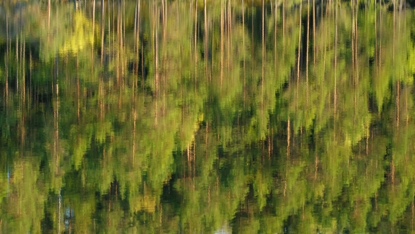 Reflection of a pine forest in a calm lake water surface