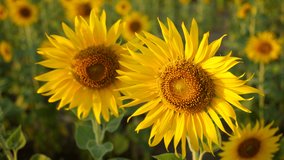 Two beautiful yellow sunflowers in the sun, Amazing beautiful background