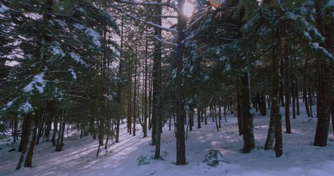 Walking past a snowy forest at dawn.Gimbal steadicam dolly shot of someone walking past a deep fir forest covered in snow on the first days of winter.Christmas fir trees in snow.10 bit original file.